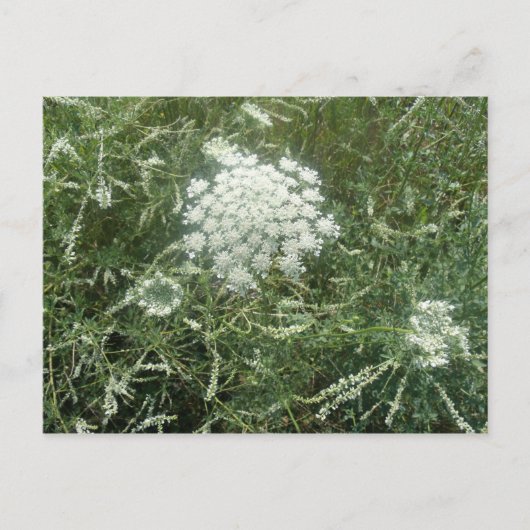 Wildblume Postkarte (Vorderseite)