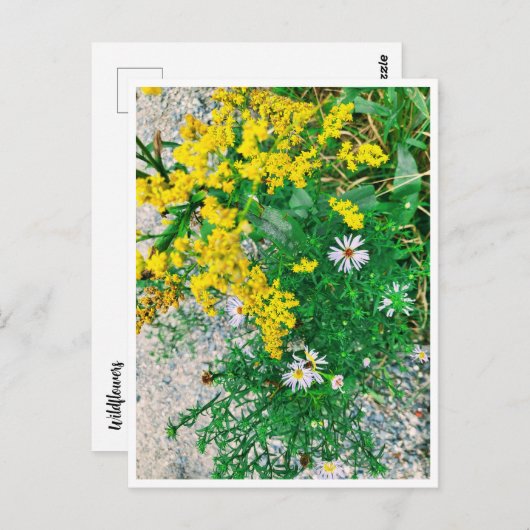 Wildblume Postkarte (Vorne/Hinten)