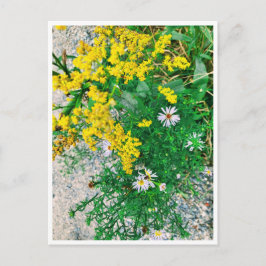 Wildblume Postkarte