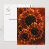 Wildblume Sonnenblumen Postkarte (Vorne/Hinten)
