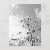 Wildblume Summer Postkarte (Vorderseite)