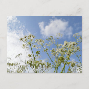 Wildblume Summer Postkarte