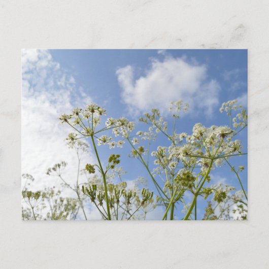 Wildblume Summer Postkarte (Vorderseite)