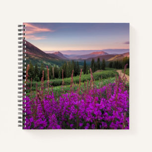Wildblume Sunrise Crested Butte, Colorado Notizblock
