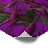 Wildblume Sunrise | Crested Butte, Colorado Poster (Ecke)