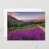 Wildblume Sunrise | Crested Butte, Colorado Postkarte (Vorne/Hinten)