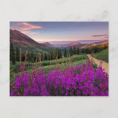 Wildblume Sunrise | Crested Butte, Colorado Postkarte (Vorderseite)