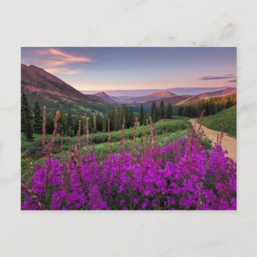 Wildblume Sunrise | Crested Butte, Colorado Postkarte (Vorderseite)