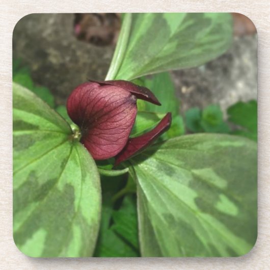 Wildblume Untersetzer (Vorderseite)