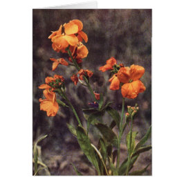 Wildblume: Wallflower Card