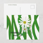 Wildblume Week Daisy Postkarte (Vorne/Hinten)