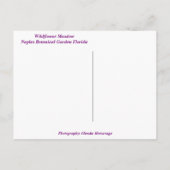 Wildblume Wiese Neapel Botanischer Garten Florida Postkarte (Rückseite)