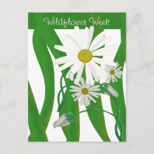 Wildblume Woche Daisy Postkarte