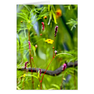 Wildblumen