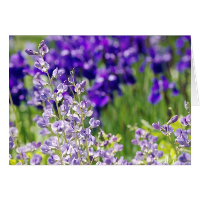 Wildblumen (Vorderseite (Horizontal))