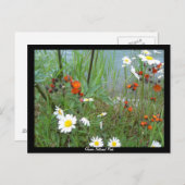 Wildblumen am Glacier Postkarte (Vorne/Hinten)