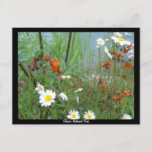 Wildblumen am Glacier Postkarte