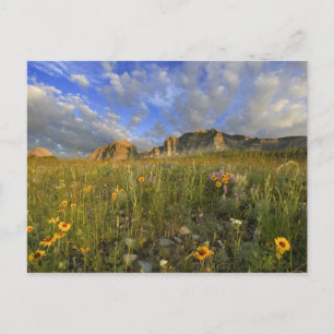 Wildblumen am Wind Creek in der Region Postkarte