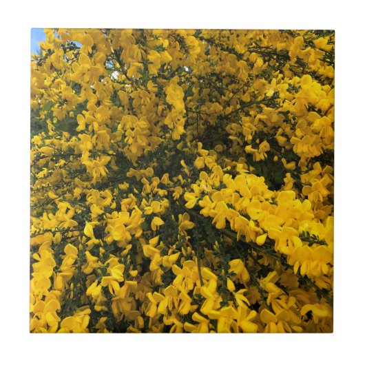 Wildblumen auf dem Weg, Oregon Fliese (Vorderseite)