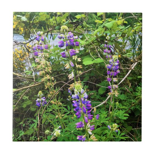 Wildblumen auf dem Weg, Oregon Fliese (Vorderseite)