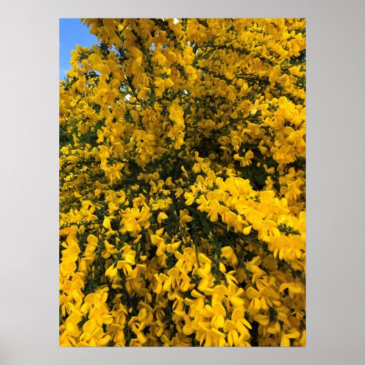 Wildblumen auf dem Weg, Oregon Poster (Vorne)