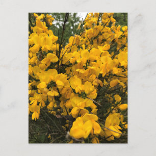 Wildblumen auf dem Weg, Oregon Postkarte