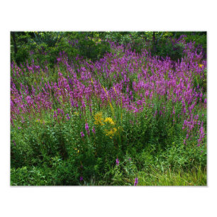 Wildblumen auf der Straße - Lila Loosestrife mit e Fotodruck
