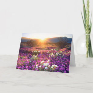 Wildblumen bei Sonnenuntergang   Anza-Borrego-Wüst Karte