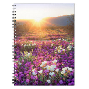 Wildblumen bei Sonnenuntergang Anza-Borrego-Wüst Notizblock