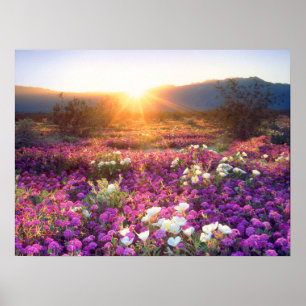 Wildblumen bei Sonnenuntergang Anza-Borrego-Wüst Poster