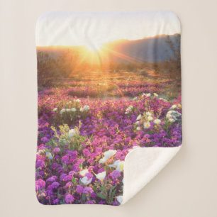 Wildblumen bei Sonnenuntergang Anza-Borrego-Wüst Sherpadecke