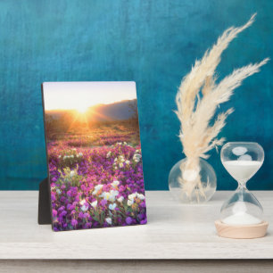 Wildblumen bei Sonnenuntergang   Wüste Anza-Borreg Fotoplatte