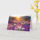 Wildblumen bei Sonnenuntergang | Wüste Anza-Borreg Karte (Gelbe Blume)