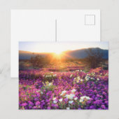 Wildblumen bei Sonnenuntergang | Wüste Anza-Borreg Postkarte (Vorne/Hinten)