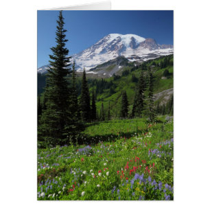 Wildblumen beim Mount Rainier