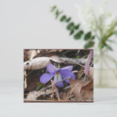 Wildblumen Birds-Foot Violet Hot Springs AR Gesche Postkarte (Stehend Vorderseite)