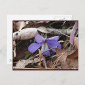 Wildblumen Birds-Foot Violet Hot Springs AR Gesche Postkarte (Vorne/Hinten)
