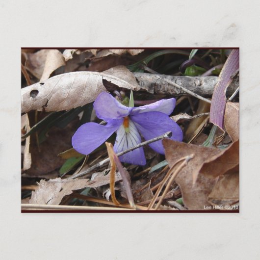 Wildblumen Birds-Foot Violet Hot Springs AR Gesche Postkarte (Vorderseite)
