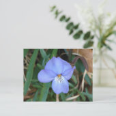 Wildblumen Birds-Foot Violet IV Hot Springs Gesche Postkarte (Stehend Vorderseite)