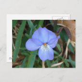 Wildblumen Birds-Foot Violet IV Hot Springs Gesche Postkarte (Vorne/Hinten)