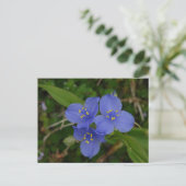 Wildblumen Blue Spiderwort Heiße Quellen AR Gesche Postkarte (Stehend Vorderseite)