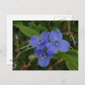 Wildblumen Blue Spiderwort Heiße Quellen AR Gesche Postkarte (Vorne/Hinten)