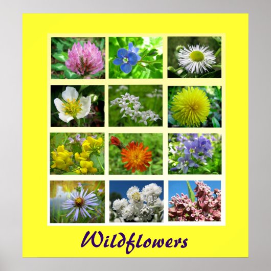 Wildblumen Blumenart Poster (Vorne)
