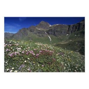 Wildblumen, Blüten, Alpen, Schweiz Fotodruck