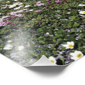 Wildblumen, Blüten, Alpen, Schweiz Fotodruck (Ecke)