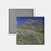 Wildblumen, Blüten, Alpen, Schweiz Magnet (Vorderseite/Rückseite)