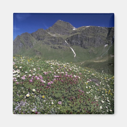 Wildblumen, Blüten, Alpen, Schweiz Magnet (Vorne)