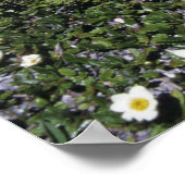 Wildblumen, Blüten, Alpen, Schweiz Poster (Ecke)