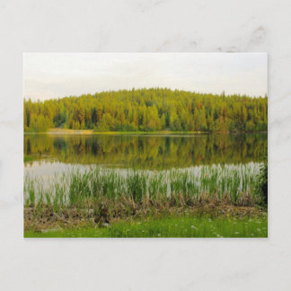 Wildblumen, Bullrushes-Marshallsee Postkarte