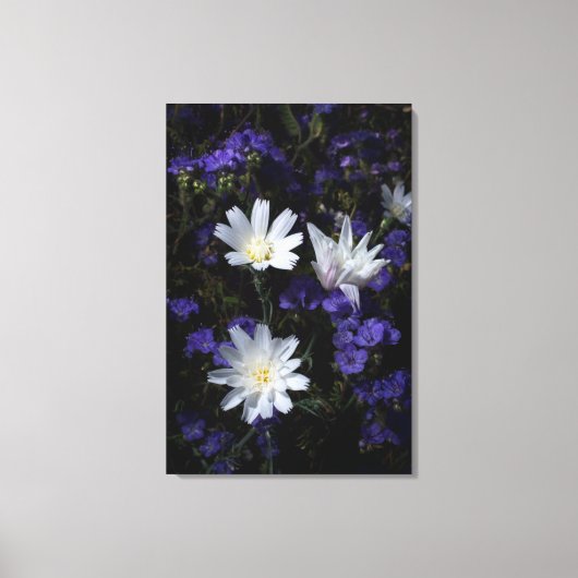 Wildblumen Chicoros und Phacelia Leinwanddruck (Vorderseite)